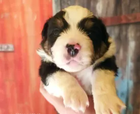 Academy Award - Miniature American Shepherd Puppy for sale