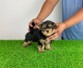 Amina - Yorkshire Terrier eladó kiskutya