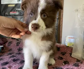 Brownstone Of Dynamic Pleasure - Border Collie eladó kiskutya