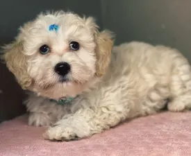Matthew  - Maltipoo eladó kiskutya