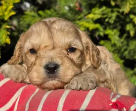 Floop - Cavapoo Cățeluș de vânzare