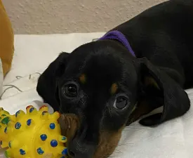 Kitty - Tacskó eladó kiskutya