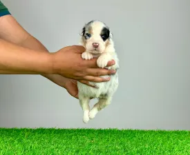 Merlo - Australian Shepherd Puppy for sale