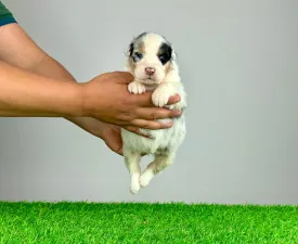 Merlo - Ciobanesc Australian Cățeluș de vânzare