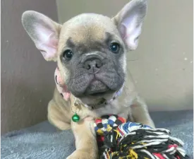 Barbie - French Bulldog Puppy for sale