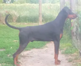 Johnson  - Dobermann eladó kiskutya