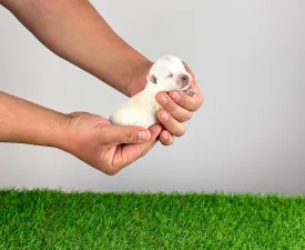 Kitty - West Highland White Terrier Angebotener Welpe