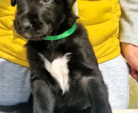 Berlin - Irish Wolfhound Puppy for sale