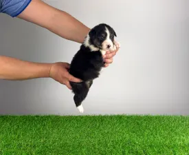 Cash - Ciobanesc Australian Cățeluș de vânzare