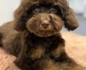 Chili - Törpe uszkár eladó kiskutya