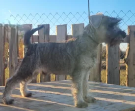 Jimmy Choo - Törpe schnauzer eladó kiskutya