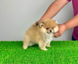 Domino  - Pomeranian eladó kiskutya