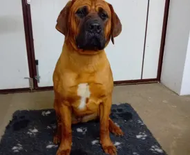 Pandora - Tosa Inu eladó kiskutya