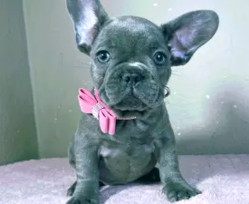 Tiffany - French Bulldog Puppy for sale
