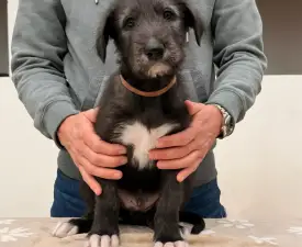 Bruce - Irischer Wolfshund Angebotener Welpe