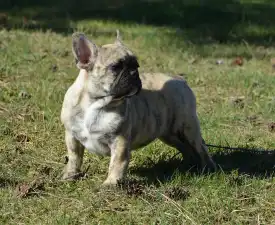 Harley Quinn - Francia bulldog eladó kiskutya