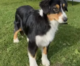 Stella - Ausztrál juhászkutya eladó kiskutya