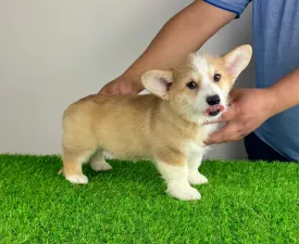 Tabita - Welsh Corgi Pembroke Puppy for sale