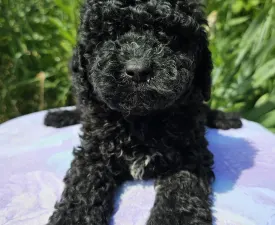 Bradley - Cavapoo Puppy for sale