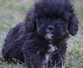 Smog - Cavapoo Angebotener Welpe