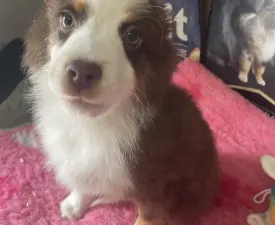 Red Tri Szuka/neonzöld Nyakörv - Miniature American Shepherd Puppy for sale