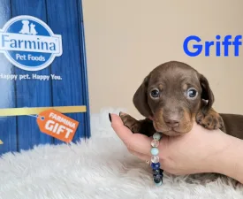 Griffin  - Teckel Cățeluș de vânzare