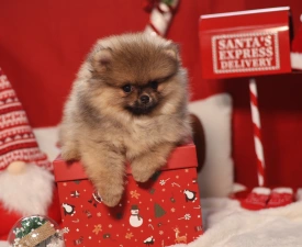 Mona🩷  - German Pomeranian Spitz Puppy for sale