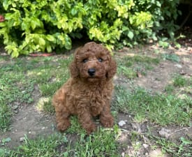 Pixel - Poodle Miniature Puppy for sale