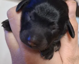 Ballentines - Dachshund Puppy for sale