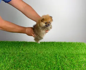 Nimi - German Pomeranian Spitz Puppy for sale