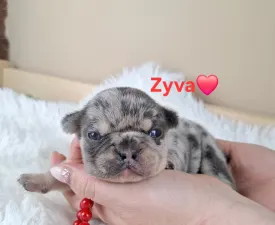 Zyva - French Bulldog Puppy for sale