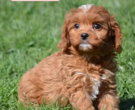 Marie - Cavapoo Štěně na prodej