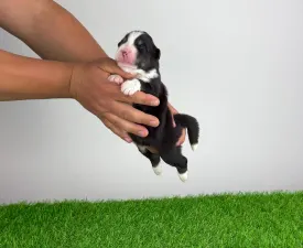 Funky - Australian Shepherd Cucciolo in vendita