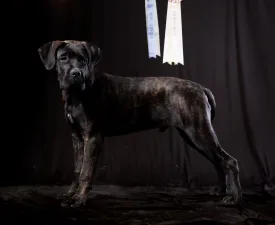 Cedryk Of Spqr Corso - Cane Corso eladó kiskutya