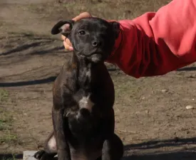 Dailos Without Warning  - Staffordshire Bull Terrier Puppy for sale