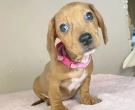 Elisa - Tacskó eladó kiskutya