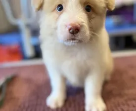 Red Boy - Border collie Szczenię na sprzedaż