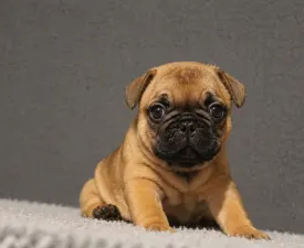 E. T. - Buldog francuski Szczenię na sprzedaż
