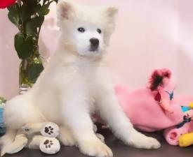 Ulrica Polar-ice Of White Siberiansuny - Samoyed Puppy for sale