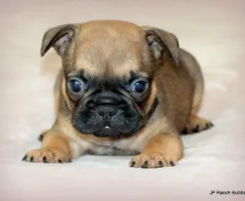 Buck - Französische Bulldogge Angebotener Welpe