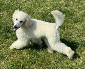 Fairytail World Daphne - Poodle Standard Puppy for sale