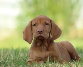 Rézi - Hungarian Short-haired Vizsla Puppy for sale
