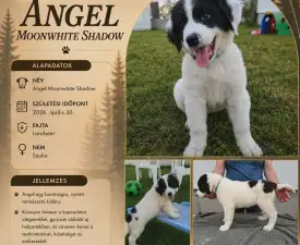 Angel - Landseer eladó kiskutya