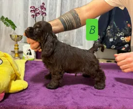 Buugeng Of Your Sweetest Dream - American Cocker Spaniel Puppy for sale