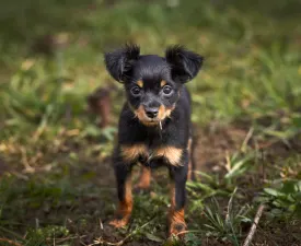 Charlie Chaplin - Russian Toy Terrier Puppy for sale