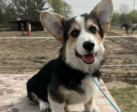 Lilibeth’s Favourite Blake  - Pembroke Welsh Corgi eladó kiskutya