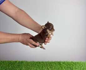 Zoya - Čivava Štěně na prodej