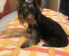 Nano - Yorkshire Terrier eladó kiskutya