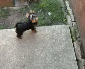 Benett - Yorkshire Terrier Puppy for sale