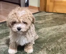 Milla - Cavapoo Szczenię na sprzedaż